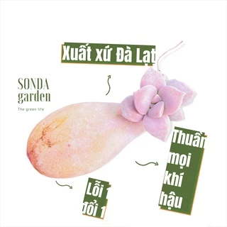 5 mầm sen đá dĩa hồng SONDA GARDEN, xuất xứ Đà Lạt, khoẻ đẹp, lỗi 1 đổi 1