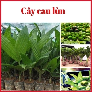 Cây cau lùn tứ quý chuẩn giống vừa làm cảnh vừa ăn quả (ảnh thật hình cuối)