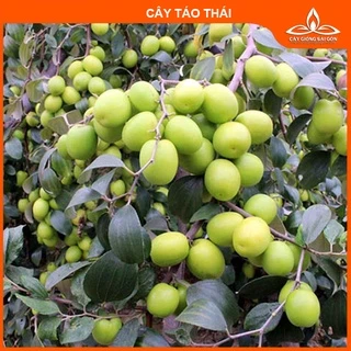 Cây táo thái (ảnh thật số2,3) cao 60cm  trái giòn, ngọt