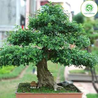 Cây nguyệt quế lá nhỏ giống cao 40 cm (Ảnh thật số 2)