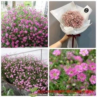 Hạt Giống Hoa Baby hồng 50 Hạt/ Gói trồng bốn mùa ĐẾN MÙA TRỒNG TẾT