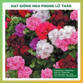 Hạt giống hoa phong lữ (hoa phong lữ thảo) đẹp dễ trồng sân vườn ban công tỉ lệ nảy mầm cao 5 hạt