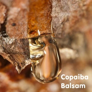 Tinh dầu nhựa cây Copaiba Balsam Essential Oil