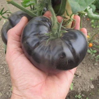 [ HG Mai Nguyễn] 10 Hạt giống cà chua đen khổng lồ Black Beauty_CHuẩn trái