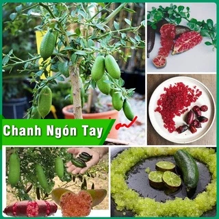 Cây Chanh Ngón Tay Giống phát triển tốt chiều cao 60cm - 80cm dễ trồng & chăm sóc cho quả quanh năm - hiệu quả kinh tế c