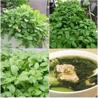 Hạt giống rau đay xanh cao sản gói 20 gram