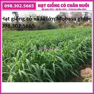 Hạt giống cỏ xả lá lớn Mobasa Ghine gói 1kg - Cỏ chăn nuôi trâu, bò, cá, dê cừu, thỏ,...