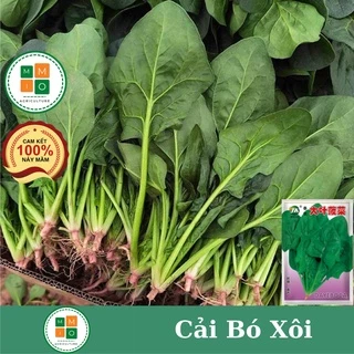 Hạt giống rau cải bó xôi chịu nhiệt