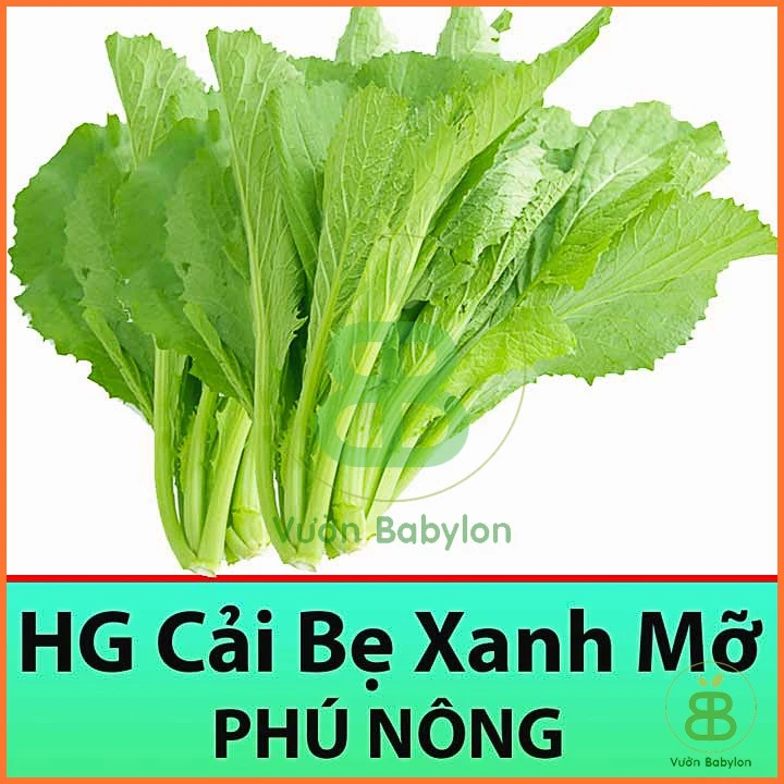 Hạt Giống Cải Bẹ Xanh 20Gr Chịu Nhiệt, Dễ Trồng