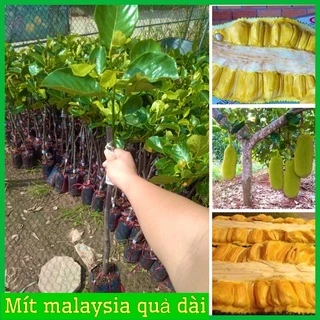 Cây giống mít malaysia trái dài 1m nhiều múi ít xơ rất thơm ngon