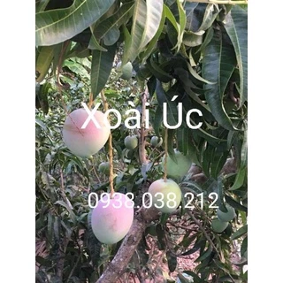 CÂY XOÀI ÚC