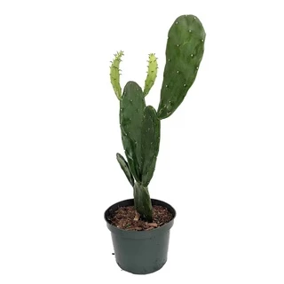 Xương rồng Lê gai lớn (từ 25cm -30cm) -Xương rồng tai thỏ Nopal