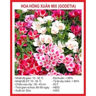 Hạt Giống Hoa Hồng Xuân Mix 50 Hạt