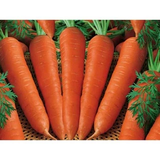 ( sale 1k ) 10h cà rốt to f1 dành cho người mới tập trồng