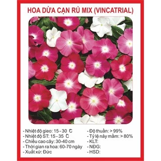 50h Hạt Giống Hoa Dừa Cạn Lùn Đỏ Rose