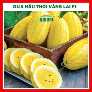 Hạt giống dưa hấu thỏi vàng lai F1 - rau củ quả chịu nhiệt 4 mùa ngon nảy mầm cao 5 hạt RADO 212