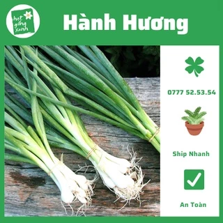 Hành lá chịu nhiệt( 2g) phù hợp khí hậu VN