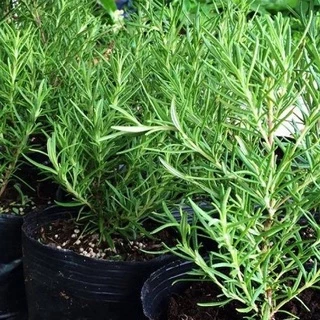 HẠT GIỐNG HƯƠNG THẢO ROSEMARY TỈ LỆ NẢY MẦM TRÊN 90%