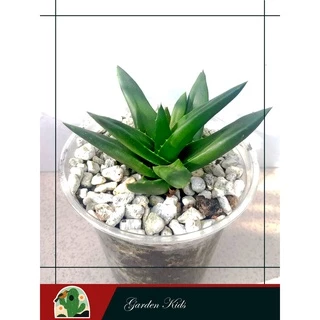 Cây sen đá Haworthia Pentagona