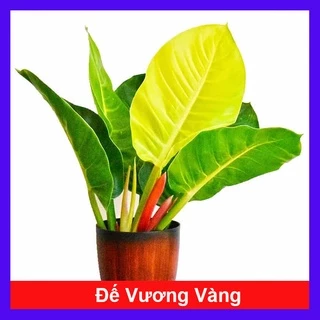 Cây trầu bà đế vương vàng - cây cảnh để bàn