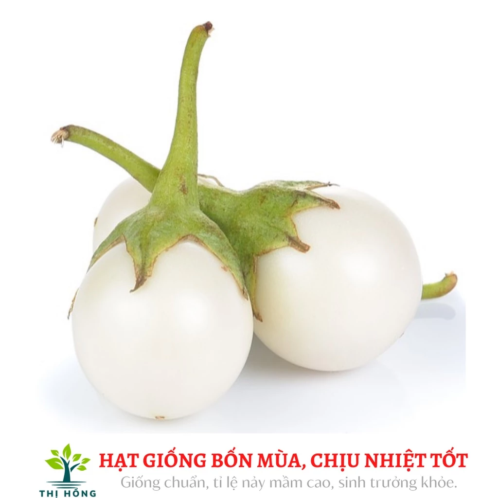 Hạt giống cà pháo trắng cao sản 2g (quả tròn, ăn rất giòn)