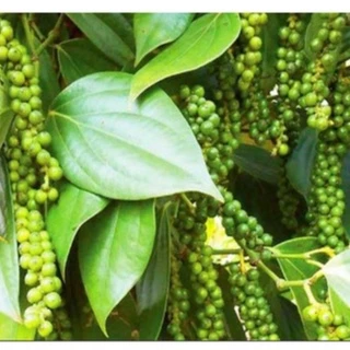 Green pepper fresh - Hạt tiêu xanh tươi 100g