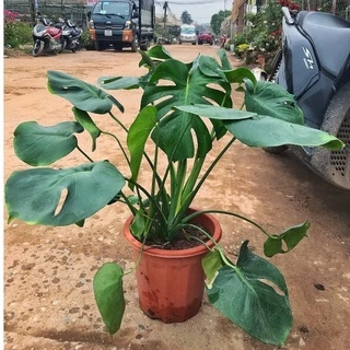 Cây trầu bà nam mỹ - trầu bà monstera chiều cao 45cm lá xanh bóng, phù hợp trang trí nội thất