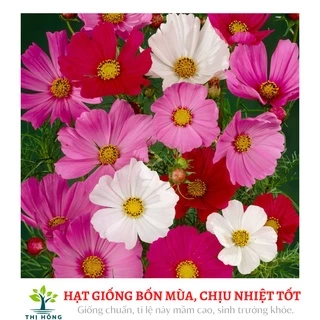 Hạt giống hoa sao nhái mix, hoa cúc Cosmos 100 hạt (nhiều màu, trông quanh năm)