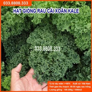 Hạt Giống Cải Kale ( Cải Xoăn)- Rau Cải Ngon Dễ Trồng