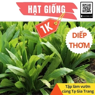 Deal 1K - 50 hạt giống rau diếp thơm - Tập làm vườn cùng Tạ Gia Trang