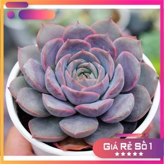 Sen Đá Đất Hồng GLASS GARDEN chậu trung 8cm, Sen đá đà lạt giá rẻ, Lỗi 1 đổi 1