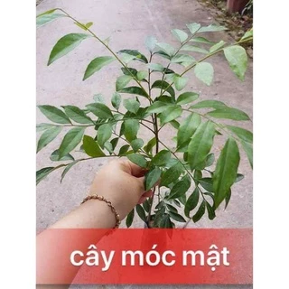 CÂY GIỐNG MÓC MẬT LÀM GIA VỊ CỰC THƠM