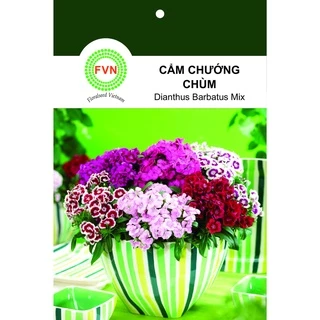 HẠT GIỐNG HOA CẨM CHƯỚNG CHÙM FVN GÓI 5 HẠT - DIANTHUS BARBATUS MIX