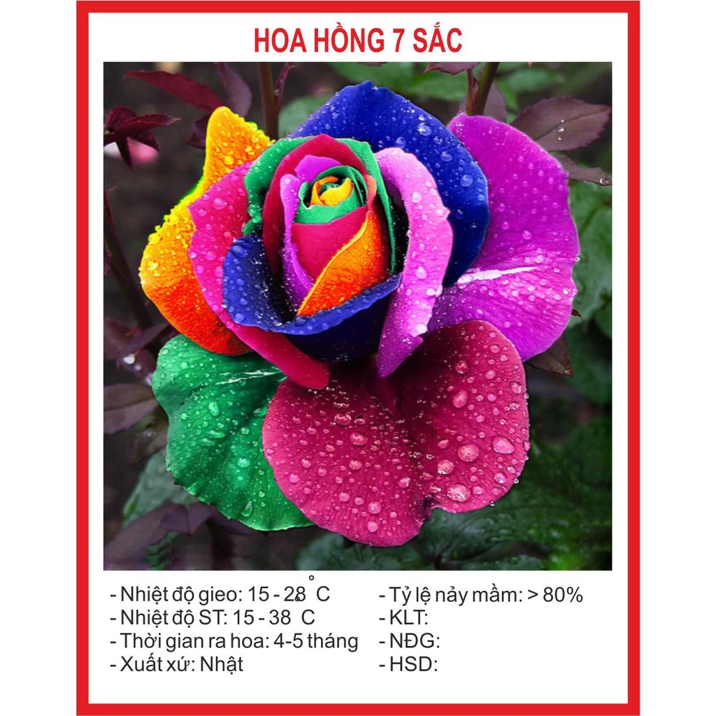 Hạt giống Hoa Hồng 7 Sắc 10 Hạt