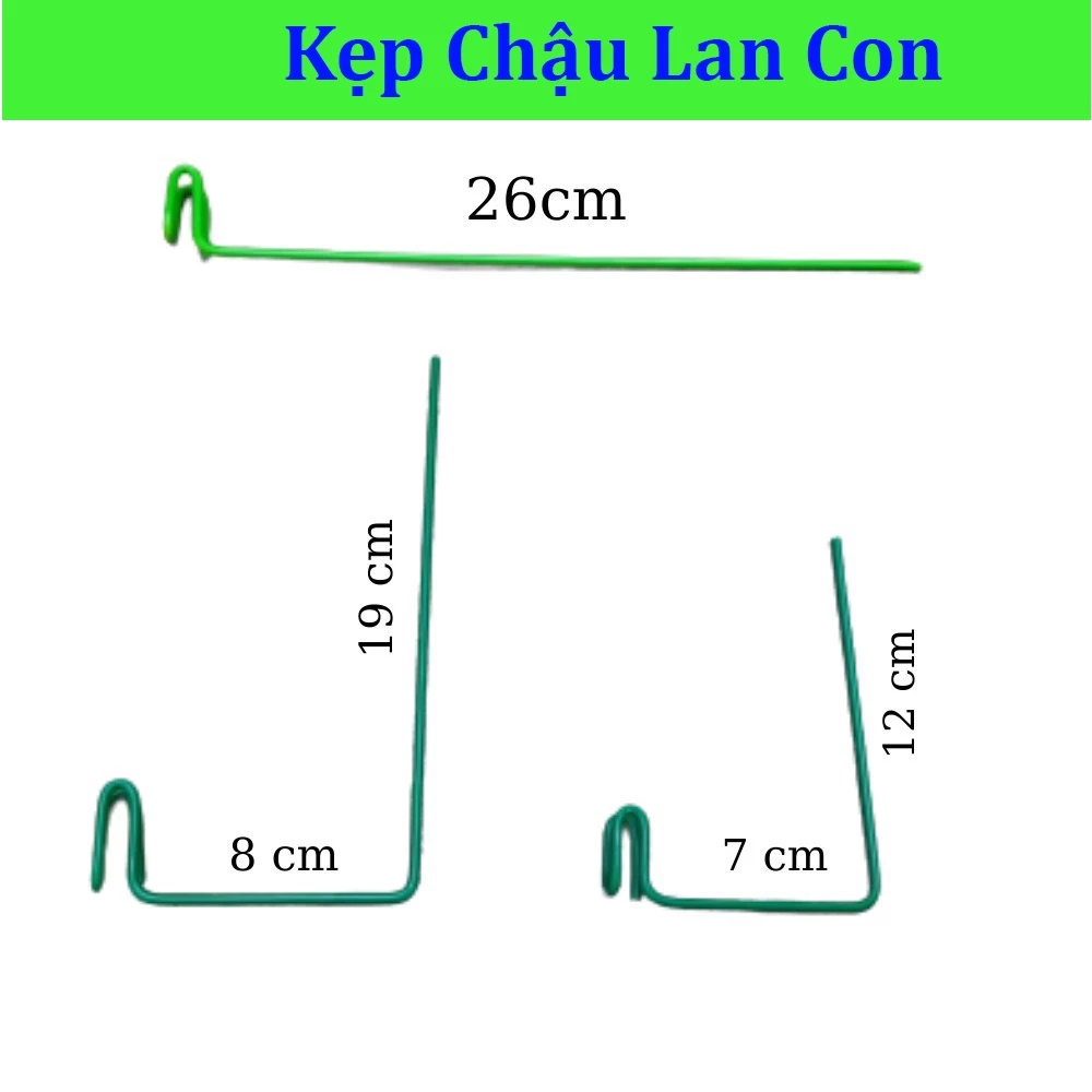 Que kẹp chậu giữ kie (cây lan con) theo hướng mong muốn