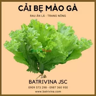 Gói 20gr hạt giống cải bẹ xanh mào gà, cải bẹ mỡ Trang Nông dễ trồng