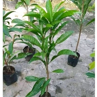 Cây giống lekima thái ( cây lê ki ma )