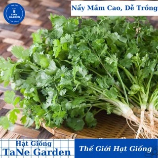 20Gr Hạt Giống Rau Mùi Ngò Ta - TaNe Garden