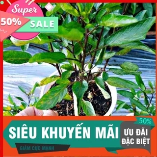 [Chuyên sỉ]Chậu dưa pepino tím