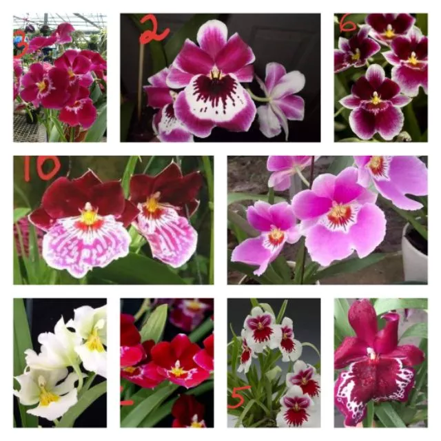 VŨ NỮ MILTONIA