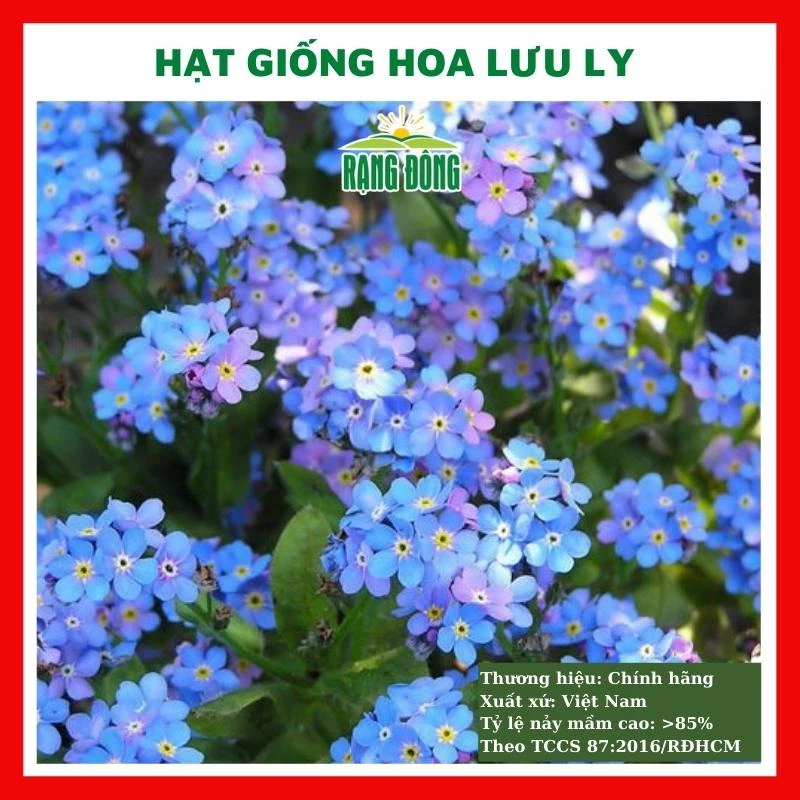 Hạt giống hoa lưu ly nhiều màu - rau củ quả trồng chậu, sân vườn ban công nảy mầm cao 0,03g RADO887