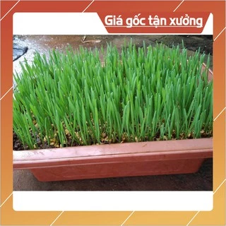 Hạt Giống Cỏ Lúa Mì (Mầm Lúa Mạch) Dễ Trông, Thơm Ngon Gói 100gr (Hàng Loại 1)