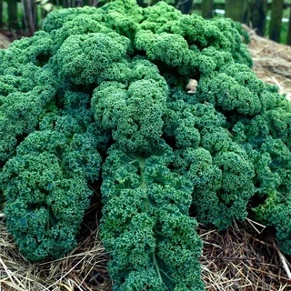 DEAL 1k - 100 Hạt Giống Cải Kale Xoăn Xanh F1 Nhập Khẩu Mỹ nảy mầm 98%