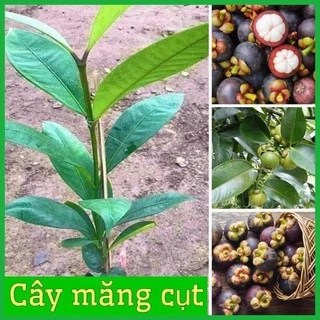 Cây Giống Măng Cụt Cây To Giống Chuẩn