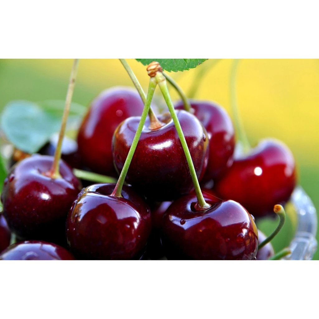 cherry đỏ(anh đào) mỹ, dòng chịu nhiệt 15k 1 gói hạt giống/10 hạt