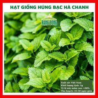 Hạt giống rau húng chanh bạc hà chanh thơm ngon - rau củ quả chịu nhiệt 4 mùa ngon ngọt nảy mầm cao 1g LEMON BALM 601