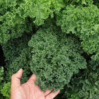 hạt giống cải xanh xoăn kale-Hạt giống Rau Cải Xoăn Xanh Kale dễ trồng, năng suất cao