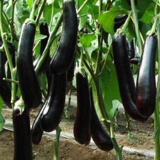 50 Hạt giống cà tím dài đen KHUYẾN MẠI SHOP MỚI HẠ GIÁ SỈ
