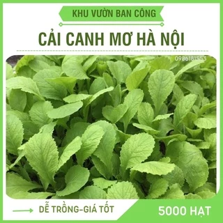 Hạt Giống Cải Canh Mơ Hà Nội Cao Sản Gói 20G - Khu Vườn Ban Công