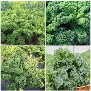 Hạt giống rau cải xoăn xanh- cải xoăn xanh Kale gói 0.5 gram